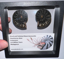 Load image into Gallery viewer, Super Rare Framed Black Ammonites Sliced and Polished 1.5 to 1.25 Inches One Per Order