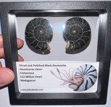 Load image into Gallery viewer, Super Rare Framed Black Ammonites Sliced and Polished 1.5 to 1.25 Inches One Per Order
