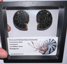 Load image into Gallery viewer, Super Rare Framed Black Ammonites Sliced and Polished 1.5 to 1.25 Inches One Per Order