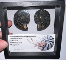 Load image into Gallery viewer, Super Rare Framed Black Ammonites Sliced and Polished 1.5 to 1.25 Inches One Per Order