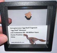 Load image into Gallery viewer, Framed Oviraptor type Dinosaur Eggshell Lot One Per Order .5 Inches