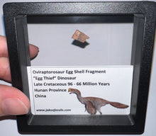 Load image into Gallery viewer, Framed Oviraptor type Dinosaur Eggshell Lot One Per Order .5 Inches