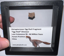 Load image into Gallery viewer, Framed Oviraptor type Dinosaur Eggshell Lot One Per Order .5 Inches