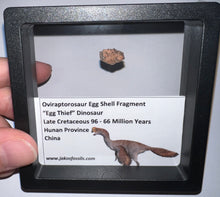 Load image into Gallery viewer, Framed Oviraptor type Dinosaur Eggshell Lot One Per Order .5 Inches