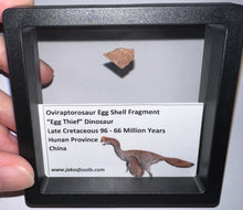 Load image into Gallery viewer, Framed Oviraptor type Dinosaur Eggshell Lot One Per Order .5 Inches