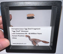 Load image into Gallery viewer, Framed Oviraptor type Dinosaur Eggshell Lot One Per Order .5 Inches