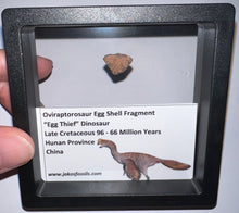 Load image into Gallery viewer, Framed Oviraptor type Dinosaur Eggshell Lot One Per Order .5 Inches