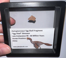 Load image into Gallery viewer, Framed Oviraptor type Dinosaur Eggshell Lot One Per Order .5 Inches
