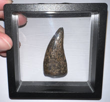 Load image into Gallery viewer, Tyrannosaurus Rex Huge Fossil Premax Tooth 1.96 Inches Hell Creek Formation Montana