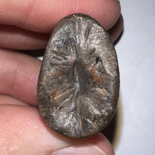 Load image into Gallery viewer, Tyrannosaurus Rex Huge Fossil Premax Tooth 1.96 Inches Hell Creek Formation Montana