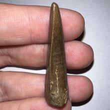 Load image into Gallery viewer, Tyrannosaurus Rex Fossil Tooth 1.71 Inches Hell Creek Formation Montana