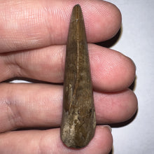 Load image into Gallery viewer, Tyrannosaurus Rex Fossil Tooth 1.71 Inches Hell Creek Formation Montana
