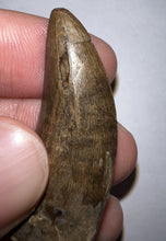 Load image into Gallery viewer, Tyrannosaurus Rex Fossil Tooth 1.71 Inches Hell Creek Formation Montana