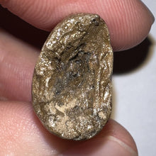 Load image into Gallery viewer, Tyrannosaurus Rex Fossil Tooth 1.71 Inches Hell Creek Formation Montana