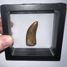 Load image into Gallery viewer, Tyrannosaurus Rex Fossil Tooth 1.71 Inches Hell Creek Formation Montana