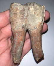 Load image into Gallery viewer, Large Ice Age Fossil Woolly Rhinoceros Molar Coelodonta Antiquitatis 2.75 Inches