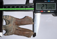 Load image into Gallery viewer, Large Ice Age Fossil Woolly Rhinoceros Molar Coelodonta Antiquitatis 2.75 Inches