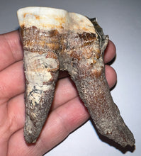 Load image into Gallery viewer, Large Ice Age Fossil Woolly Rhinoceros Molar Coelodonta Antiquitatis 2.7 Inches