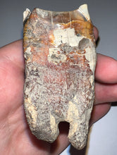 Load image into Gallery viewer, Large Ice Age Fossil Woolly Rhinoceros Molar Coelodonta Antiquitatis 2.7 Inches