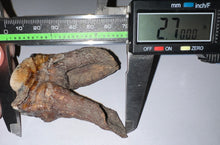Load image into Gallery viewer, Large Ice Age Fossil Woolly Rhinoceros Molar Coelodonta Antiquitatis 2.7 Inches