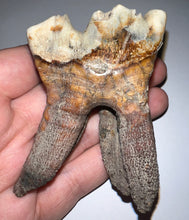 Load image into Gallery viewer, Large Ice Age Fossil Woolly Rhinoceros Molar Coelodonta Antiquitatis 2.9 Inches