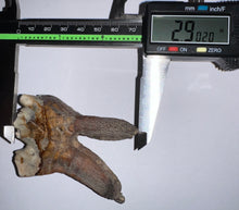 Load image into Gallery viewer, Large Ice Age Fossil Woolly Rhinoceros Molar Coelodonta Antiquitatis 2.9 Inches