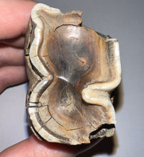 Load image into Gallery viewer, HUGE Ice Age Fossil Woolly Rhinoceros Molar Coelodonta Antiquitatis 3.25 Inches