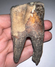 Load image into Gallery viewer, HUGE Ice Age Fossil Woolly Rhinoceros Molar Coelodonta Antiquitatis 3.34 Inches