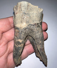Load image into Gallery viewer, HUGE Ice Age Fossil Woolly Rhinoceros Molar Coelodonta Antiquitatis 3.38 Inches