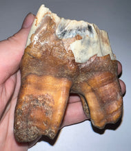 Load image into Gallery viewer, HUGE Ice Age Fossil Woolly Rhinoceros Molar Coelodonta Antiquitatis 3.42 Inches