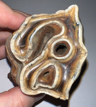 Load image into Gallery viewer, HUGE Ice Age Fossil Woolly Rhinoceros Molar Coelodonta Antiquitatis 3.42 Inches