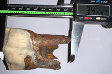 Load image into Gallery viewer, HUGE Ice Age Fossil Woolly Rhinoceros Molar Coelodonta Antiquitatis 3.42 Inches