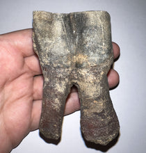 Load image into Gallery viewer, HUGE Ice Age Fossil Woolly Rhinoceros Molar Coelodonta Antiquitatis 3.29 Inches