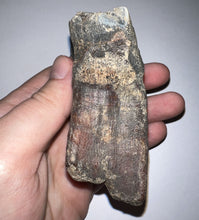 Load image into Gallery viewer, HUGE Ice Age Fossil Woolly Rhinoceros Molar Coelodonta Antiquitatis 3.29 Inches