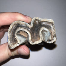 Load image into Gallery viewer, HUGE Ice Age Fossil Woolly Rhinoceros Molar Coelodonta Antiquitatis 3.29 Inches