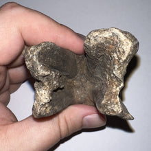 Load image into Gallery viewer, HUGE Ice Age Fossil Woolly Rhinoceros Molar Coelodonta Antiquitatis 3.29 Inches