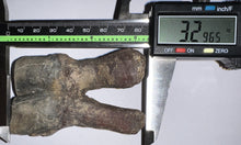 Load image into Gallery viewer, HUGE Ice Age Fossil Woolly Rhinoceros Molar Coelodonta Antiquitatis 3.29 Inches