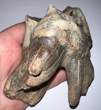 Load image into Gallery viewer, HUGE PRISTINE Ice Age Fossil Woolly Rhinoceros Molar Coelodonta Antiquitatis 3.73 Inches