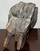 Load image into Gallery viewer, ENORMOUS Ice Age Fossil Woolly Rhinoceros Molar Coelodonta Antiquitatis 4.46 Inches
