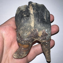 Load image into Gallery viewer, ENORMOUS Ice Age Fossil Woolly Rhinoceros Molar Coelodonta Antiquitatis 4.27 Inches