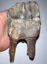 Load image into Gallery viewer, ENORMOUS Ice Age Fossil Woolly Rhinoceros Molar Coelodonta Antiquitatis 4.46 Inches
