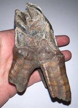 Load image into Gallery viewer, ENORMOUS Ice Age Fossil Woolly Rhinoceros Molar Coelodonta Antiquitatis 4.46 Inches