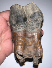 Load image into Gallery viewer, ENORMOUS Ice Age Fossil Woolly Rhinoceros Molar Coelodonta Antiquitatis 4.46 Inches