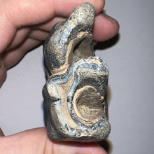 Load image into Gallery viewer, ENORMOUS Ice Age Fossil Woolly Rhinoceros Molar Coelodonta Antiquitatis 4.27 Inches