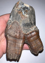 Load image into Gallery viewer, ENORMOUS Ice Age Fossil Woolly Rhinoceros Molar Coelodonta Antiquitatis 4.46 Inches