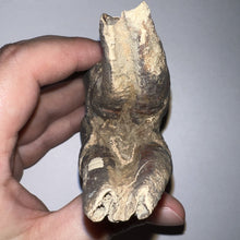 Load image into Gallery viewer, ENORMOUS Ice Age Fossil Woolly Rhinoceros Molar Coelodonta Antiquitatis 4.27 Inches