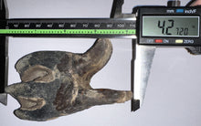 Load image into Gallery viewer, ENORMOUS Ice Age Fossil Woolly Rhinoceros Molar Coelodonta Antiquitatis 4.27 Inches