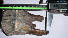 Load image into Gallery viewer, ENORMOUS Ice Age Fossil Woolly Rhinoceros Molar Coelodonta Antiquitatis 4.46 Inches