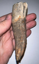 Load image into Gallery viewer, ENORMOUS Ice Age Fossil Woolly Rhinoceros Molar Coelodonta Antiquitatis 4.07 Inches