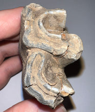 Load image into Gallery viewer, ENORMOUS Ice Age Fossil Woolly Rhinoceros Molar Coelodonta Antiquitatis 4.07 Inches